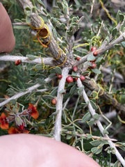 Leptospermum spinescens