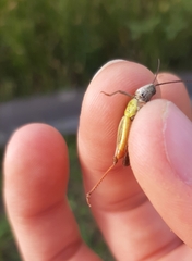 Chorthippus biguttulus