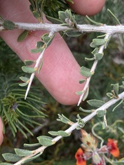 Leptospermum spinescens