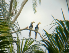 Anthracoceros albirostris