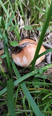 Lactifluus hygrophoroides
