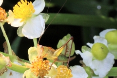 Orchelimum pulchellum