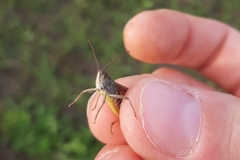 Chorthippus biguttulus