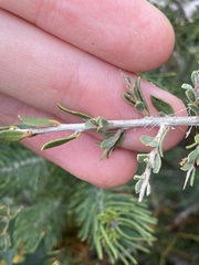 Leptospermum spinescens