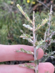 Leptospermum spinescens