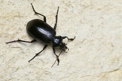 Calosoma marginale