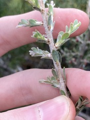 Leptospermum spinescens