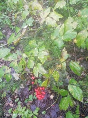 Actaea