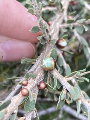 Leptospermum spinescens