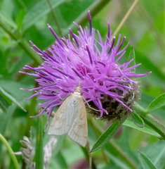 Udea lutealis