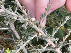 Leptospermum spinescens