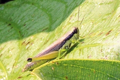 Paroxya clavuligera