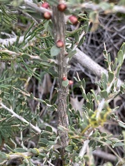 Leptospermum spinescens