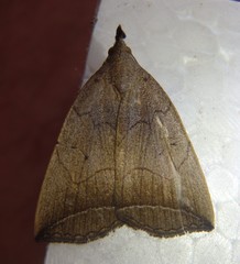 Simplicia armatalis