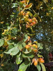 Malus sylvestris