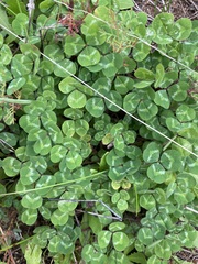 Trifolium subterraneum