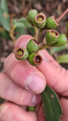 Eucalyptus obliqua