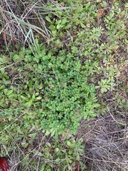Trifolium subterraneum