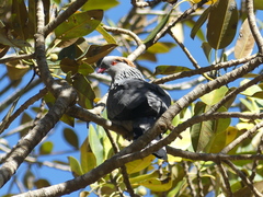 Lopholaimus antarcticus