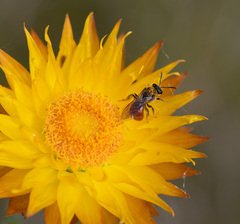 Anthophila