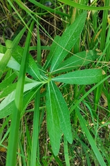 Cirsium arvense integrifolium