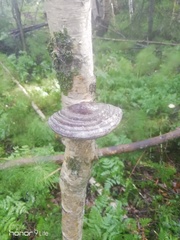 Daedaleopsis tricolor