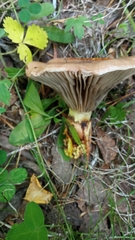 Gomphidius glutinosus