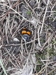 Nicrophorus vespilloides