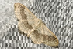 Idaea aversata