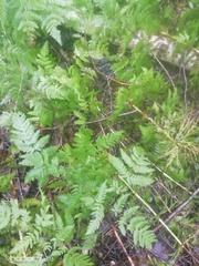 Gymnocarpium dryopteris