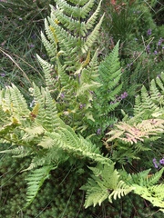 Dryopteris carthusiana