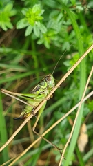 Roeseliana roeselii