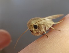 Leucania abdominalis