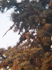 Icterus pyrrhopterus