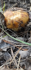 Russula foetens
