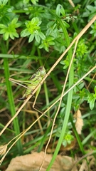 Roeseliana roeselii