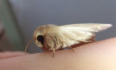 Leucania abdominalis