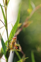 Orchelimum pulchellum