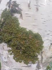 Melanohalea olivacea