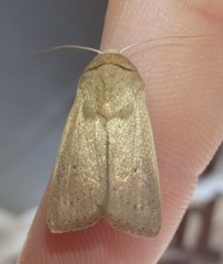 Leucania abdominalis