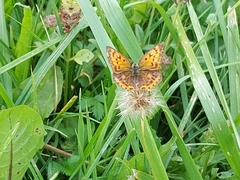 Lycaena virgaureae