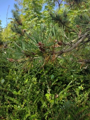 Pinus sylvestris