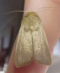 Leucania abdominalis