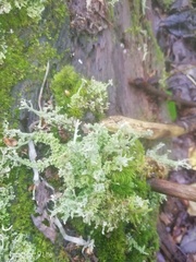 Cladonia squamosa