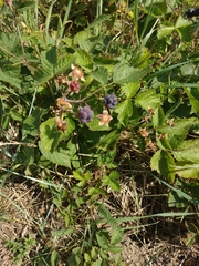 Rubus caesius