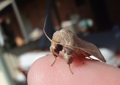 Leucania abdominalis