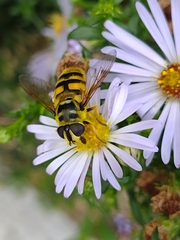 Myathropa florea