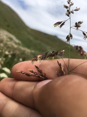 Catabrosella variegata