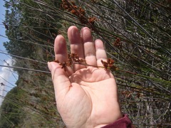 Thamnochortus fraternus