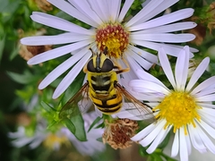 Myathropa florea